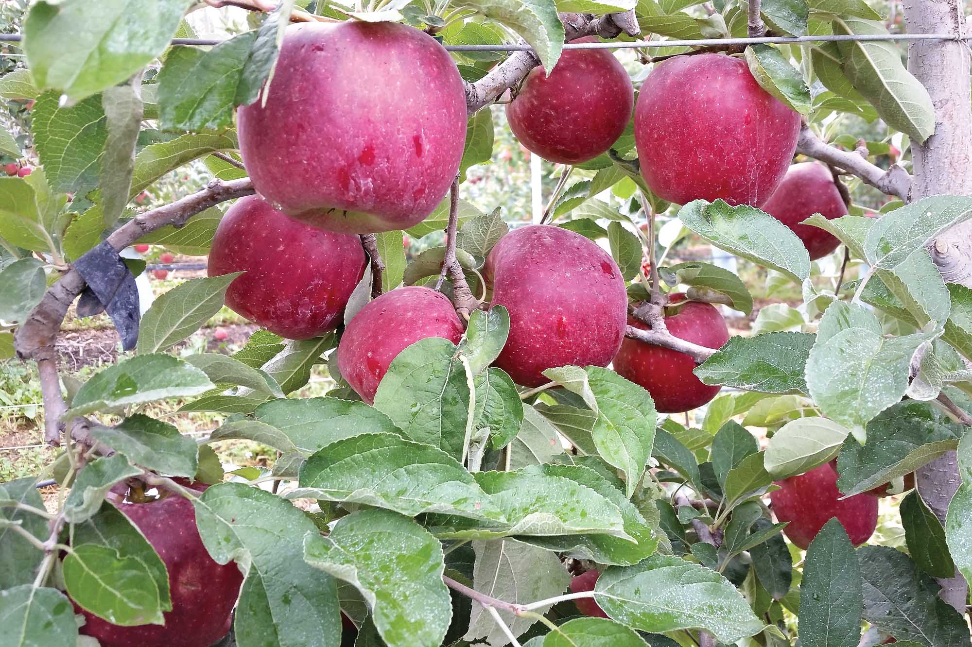 Fresh harvest of Cosmic Crisp® apples hit stores Dec. 1, WSU Insider