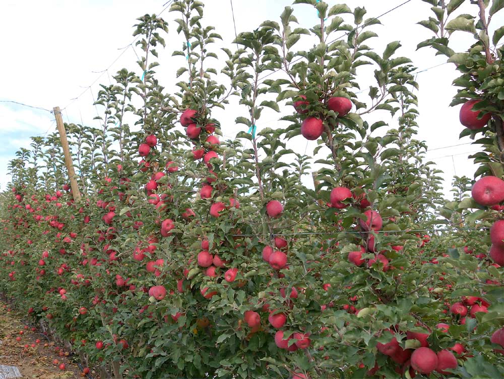 This third-leaf Cripps Pink block — with three leaders per rootstock trained vertically over three horizontal wires, guided by string — has fruiting sites all along the vertical leaders. This crop was expected to exceed 60 bins per acre. <b>(Courtesy Tom Auvil)</b>