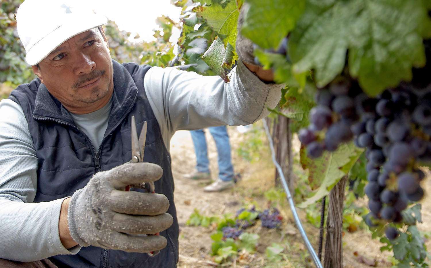 A sustainable start and strategic sales with new certification program Jesus Perez picks certified-sustainable Merlot grapes in October at Goose Ridge Estate Vineyard near Benton City, Washington.