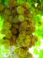 Esca symptoms in Thompson Seedless grapes are distinctive measles, which is why the disease is also called black measles.