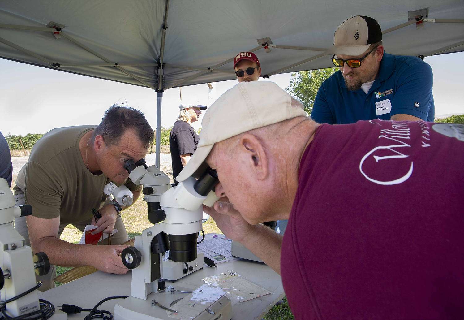 Jeff Hamrick, left, and Gareth Nisbett peer into microscopes to identify grape mealybug, which look like thrips to the naked eye, at the 2025 Washington State Grape Society field day on July 24, 2025, at Inland Desert Nursery near Benton City, Washington. (Ross Courtney/Good Fruit Grower)