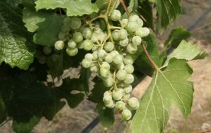 Both the fruit and foliage show mildew symptoms, indicating that the fungicide product, timing or rate was not effective in controlling grape powdery mildew. (Good Fruit Grower file)
