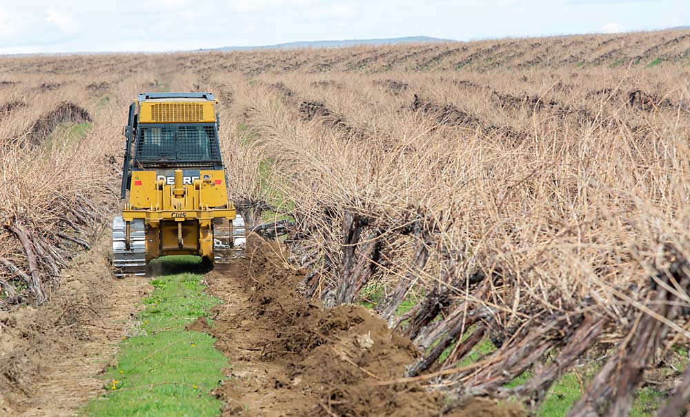 A TNT Excavation machine uproots and pushes over vines. (Ross Courtney/Good Fruit Grower)