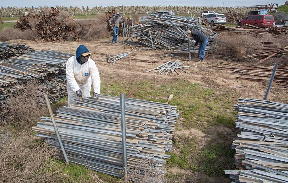 Esveyda Diadora and fellow crew members sort salvageable trellis material from bent and broken items at Bacchus and Dionysus vineyards in the White Bluffs growing area near Pasco, Washington. (Ross Courtney/Good Fruit Grower