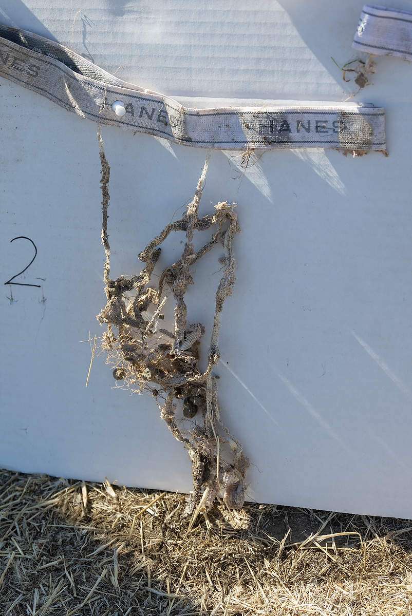 Soil microbes nearly decomposed this underwear buried for 60 days
