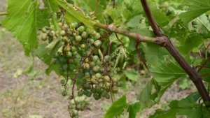 Quarter-sized hail ripped sideways through vineyards in northwestern Lower Michigan, leaving grapes pummeled. The ferocity of the August 2015 storm left growers wondering if their vines would be able to recover in 2016. (Courtesy Duke Elsner)