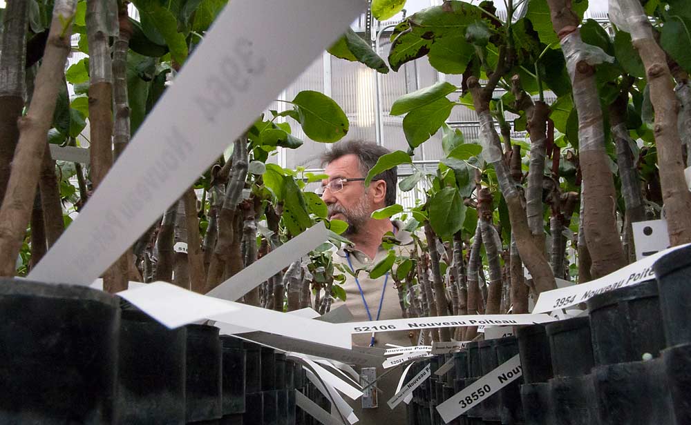 Guerra searches for symptomatic pear trees amid rows inside one of the greenhouses chambers. <b>(Ross Courtney/Good Fruit Grower)</b>