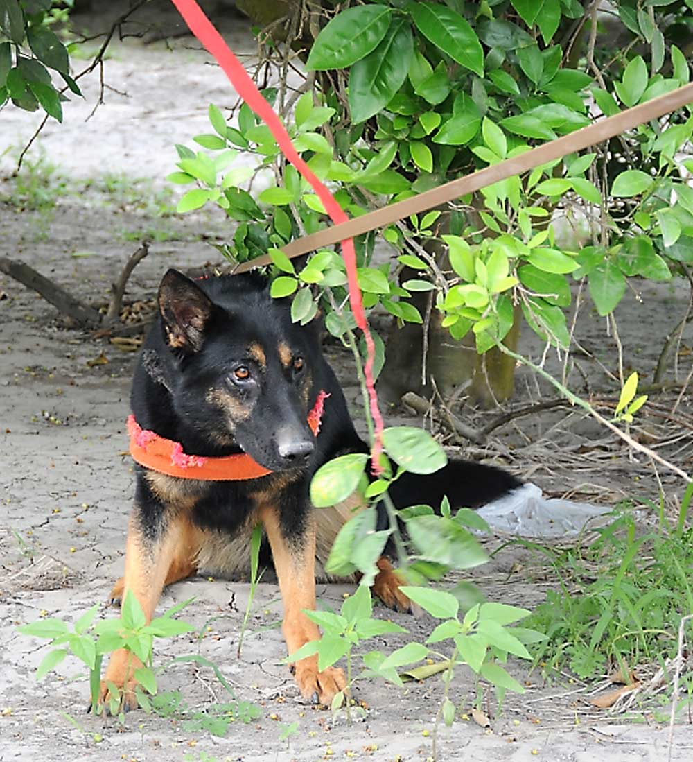 A canine detection project at the U.S. Horticultural Research Laboratory in Fort Pierce, Florida, involves dog teams training to detect citrus greening disease. (Courtesy Tim R. Gottwald/USDA-ARS)