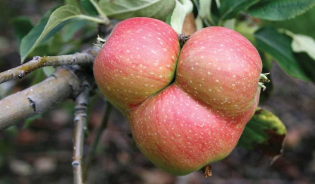 Porter’s Perfection is a bittersharp apple variety that originated in Somerset, England, during the 19th century. (Geraldine Warner/Good Fruit Grower)