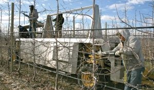 Stemilt Growers hopes for a 20- to 30-percent increase in harvesting efficiency with the Van Doren Sales/Littau machine. After harvest, the harvesting components can be removed so the platform can be used for other tasks, such as pruning. (Geraldine Warner/Good Fruit Grower)