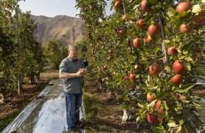 Over his 35-year career, Wally Penhallegon, fieldman for Pine Canyon Growers, says the technology for determining apple maturity hasn’t changed: He still slices apples to taste and conduct starch tests, as seen in this Fuji block about a week out from harvest in Orondo, Washington, on a smoky day in October. (Kate Prengaman/Good Fruit Grower)