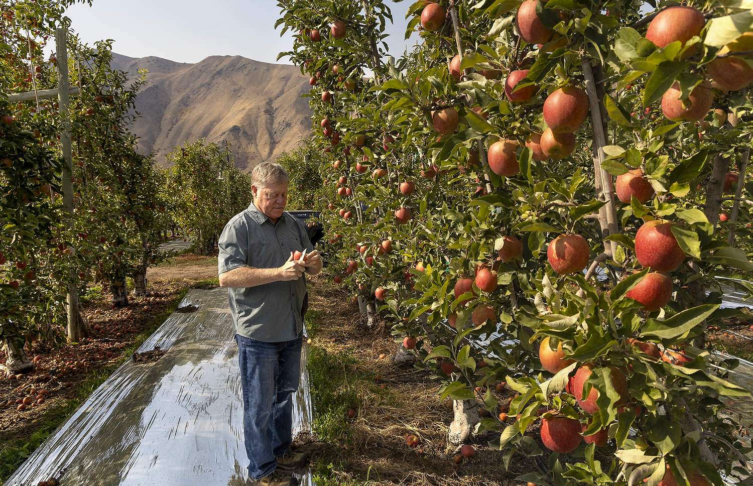 Over his 35-year career, Wally Penhallegon, fieldman for Pine Canyon Growers, says the technology for determining apple maturity hasn’t changed: He still slices apples to taste and conduct starch tests, as seen in this Fuji block about a week out from harvest in Orondo, Washington, on a smoky day in October. (Kate Prengaman/Good Fruit Grower)