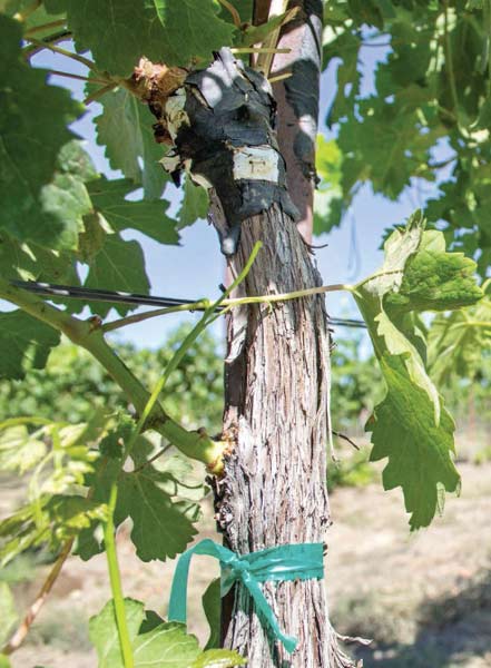 Black tape marks the graft union of Cabernet Sauvignon onto Merlot plants at a Hedges Family Estates vineyard. The shoot on the lower left may still be Merlot because it’s below the union, Gomez said, and crews will have to go through next spring to eliminate those shoots. <b>(Shannon Dininny/Good Fruit Grower)</b>