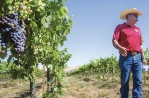 John Gomez of Hedges Family Estates talks about field grafting in the winery’s Red Mountain vineyard near Benton City, Washington, in August. Gomez shared his experience with grafting Cabernet Sauvignon onto Merlot plants during a Washington State University Viticulture and Enology Field Day. (Shannon Dininny/Good Fruit Grower)