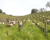 With its own herd of livestock, Tablas Creek Vineyard in Paso Robles, California, has drastically reduced inputs as it pursues regenerative practices. “We stopped fertilizing in 2016,” said viticulturist Jordan Lonborg. (Courtesy Tablas Creek Vineyard)