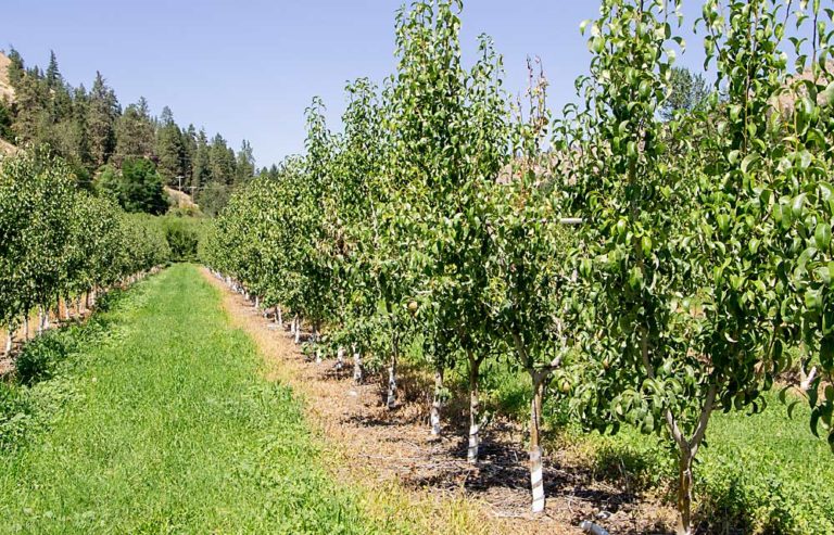 Risks with few rewards for pear growers - Good Fruit Grower