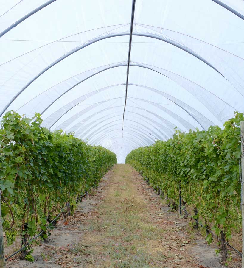 Mari Vineyards is not only unique for its winery, but also for the varieties it grows. These include Nebbiolo, Schioppettino, Malbec and Sangiovese. High tunnels encourage these cultivars by extending the growing season by about a month. <b>(by Leslie Mertz)</b>