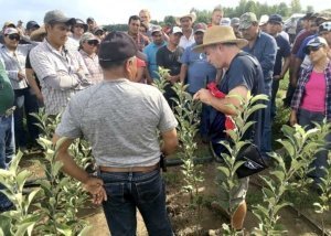 Participants who attended the 2016 Hispanic Summer Fruit Tour heard a presentation from Mario Miranda Sazo (right), Cornell Cooperative Extension fruit specialist, and Juan Pascal (left), a VanDeWalle Fruit Farm employee with 30 years of nursery experience, on feathering and tree growing techniques near Alton, New York. (Courtesy Matt Wells/Cornell Cooperative Extension)
