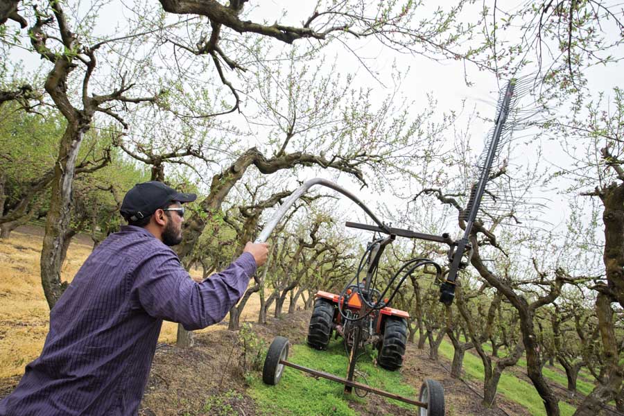 A custom built blossom thinner designed to be manipulated between peach trees is used on March 8, 2016 at Bavaro Ranches Inc., in Escalon, Calif. The device, operated by Adrian Rey, uses the flailing whips from a Darwin string thinner and is hand operated to better access the structure of a traditional vase style architecture. <b>(TJ Mullinax/Good Fruit Grower)</b>