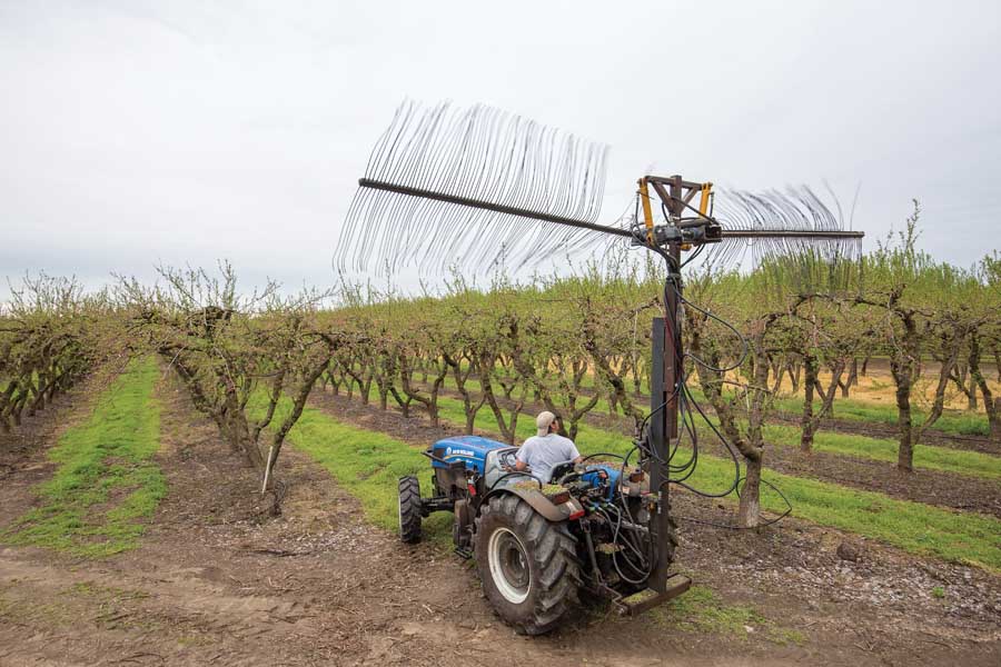 Isaac Bernardino operates a custom built overhead blossom thinner on March 8, 2016 in a cling peach block at Bavaro Ranches Inc., in Escalon, Calif. <b>(TJ Mullinax/Good Fruit Grower)</b>