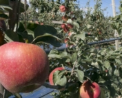 Organic honeycrisp apples ripen Tuesday, August 2, 2016, about 10 days away from harvest at Jones Farms in Zillah, Wash. (Ross Courtney/Good Fruit Grower)