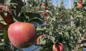 Organic honeycrisp apples ripen Tuesday, August 2, 2016, about 10 days away from harvest at Jones Farms in Zillah, Wash. (Ross Courtney/Good Fruit Grower)