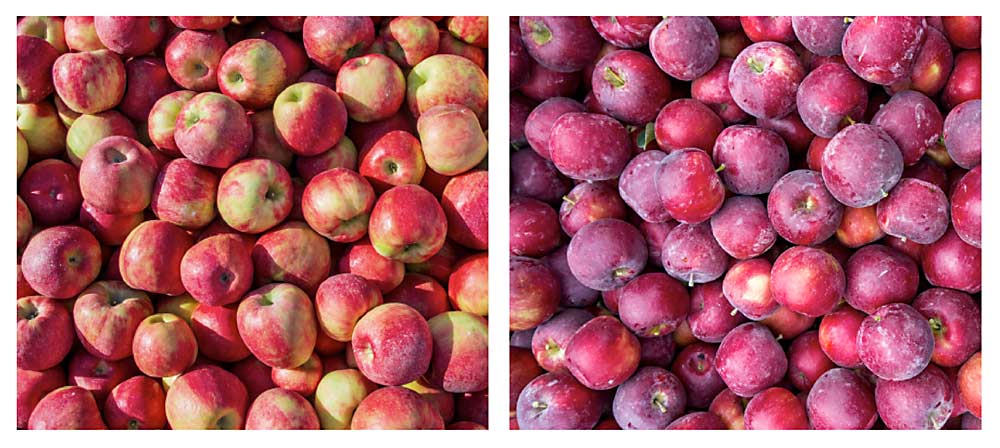 With the Cosmic Crisp, apple breeder Bruce Barritt puts fruit