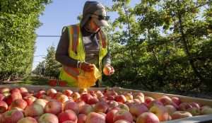 Ana Valentin checks a bin of Premier Honeycrisp for color and quality in August at Douglas Fruit near Pasco, Washington.