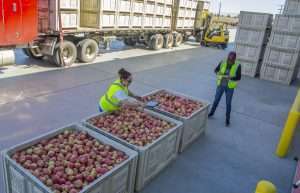 Patricia Bahena scans Premier Honeycrisp apples for size and color