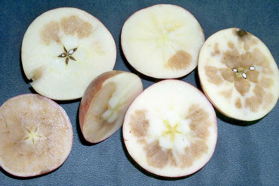 This interior browning damage in Honeycrisp is characteristic of elevated postharvest levels of carbon dioxide. Unlike other varieties that do just fine at 3 percent carbon dioxide, MSU’s Randy Beaudry says levels must remain below 1 percent for the first 30 days after harvest if fruit has not been treated with diphenylamine (DPA). <b>(Courtesy Randolph Beaudry)</b>