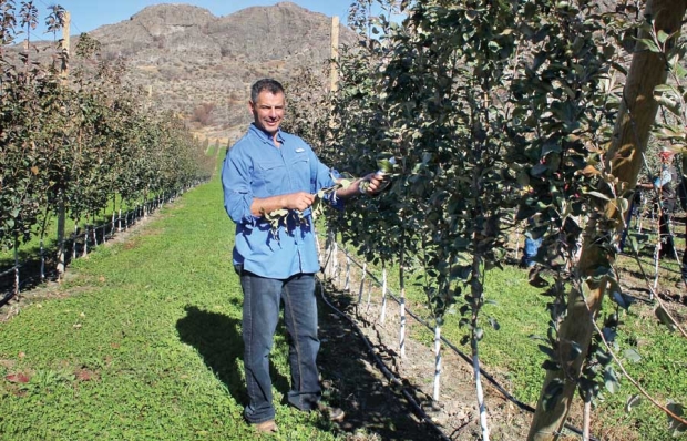 Dave Taber wants to complete the canopy before cropping his Honeycrisp trees. <b>(Geraldine Warner/Good Fruit Grower)</b>