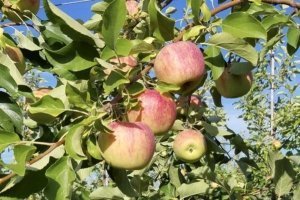 Sun Orchard Fruit Co., Honeybear Brands’ exclusive Eastern U.S. packing partner, will pay a premium for Pazazz apples, similar to those paid for Honeycrisp or other club varieties.(Courtesy Dan Pettit)