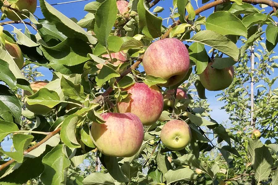 Sun Orchard Fruit Co., Honeybear Brands’ exclusive Eastern U.S. packing partner, will pay a premium for Pazazz apples, similar to those paid for Honeycrisp or other club varieties.<b>(Courtesy Dan Pettit)</b>