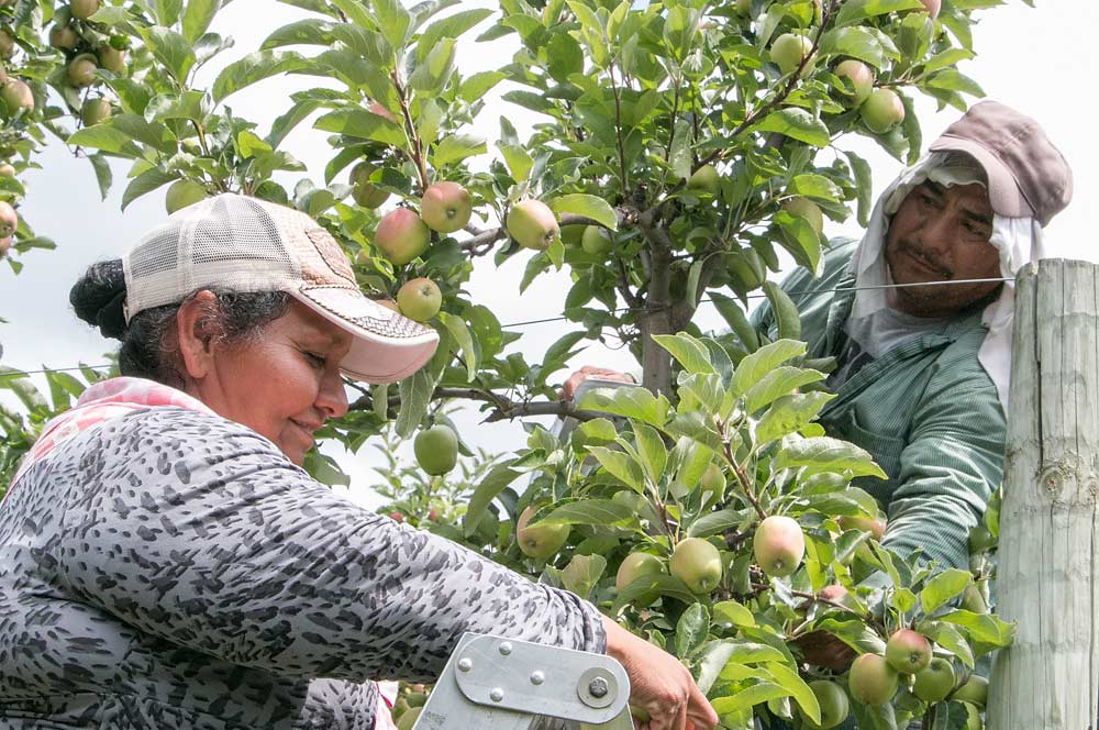 Longtime employees Maria Reynoso and her husband, Roman Luna, thin Gala apples by hand, something they did not do at all last year thanks to Wittenbach’s precision crop load planning. This year, a spring frost and unusual weather at bloom threw off the plan.  <b>(Ross Courtney/Good Fruit Grower)</b>