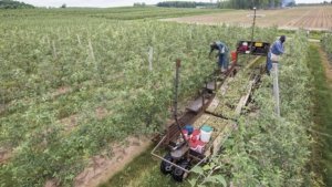 Clif Walters, left, and Clovis Bair work on a Huron Fruit Systems mechanical platform thinning apples at Wafler Farms in Wayne County, New York on July 1, 2016. (TJ Mullinax/Good Fruit Grower)