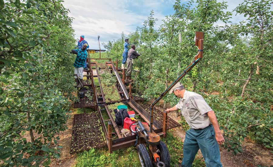 Paul Wafler, right, adjusts the speed on a Huron Fruit Systems mechanical platforms as crews thin TST system tree rows at Wafler Farms in Wayne County, New York on July 1, 2016. <b>(TJ Mullinax/Good Fruit Grower)</b>