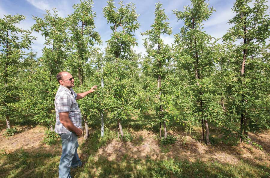 Patrick Woodworth shows a 13-foot-tall vertical axis system that took about four to five years grow into a fruiting wall to better accommodate mechanization at Sandy Knoll Farms near Lyndonville, New York. Each tree uses a single piece of steel to help it remain self-supporting, which makes a trellis system unnecessary.<b> (TJ Mullinax/Good Fruit Grower)</b>