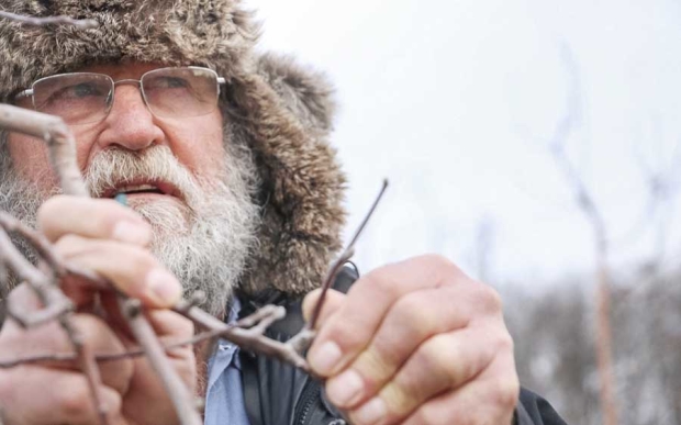 Traverse City, Michigan, grower Leonard Ligon discusses how fruit and leaf buds protrude from a mechanically hedged branch on Sunday, Feb. 7, 2016, at the Michigan State University Clarksville station apple research block during an IFTA pre-conference tour. The conference and tours continues in Grand Rapids through Friday. <b>(Ross Courtney/Good Fruit Grower)</b>