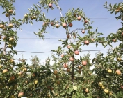 Doornink expected to harvest 70 to 75 bins of Galas in 2015. (TJ Mullinax/Good Fruit Grower)