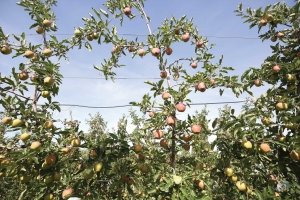 Doornink expected to harvest 70 to 75 bins of Galas in 2015. (TJ Mullinax/Good Fruit Grower)