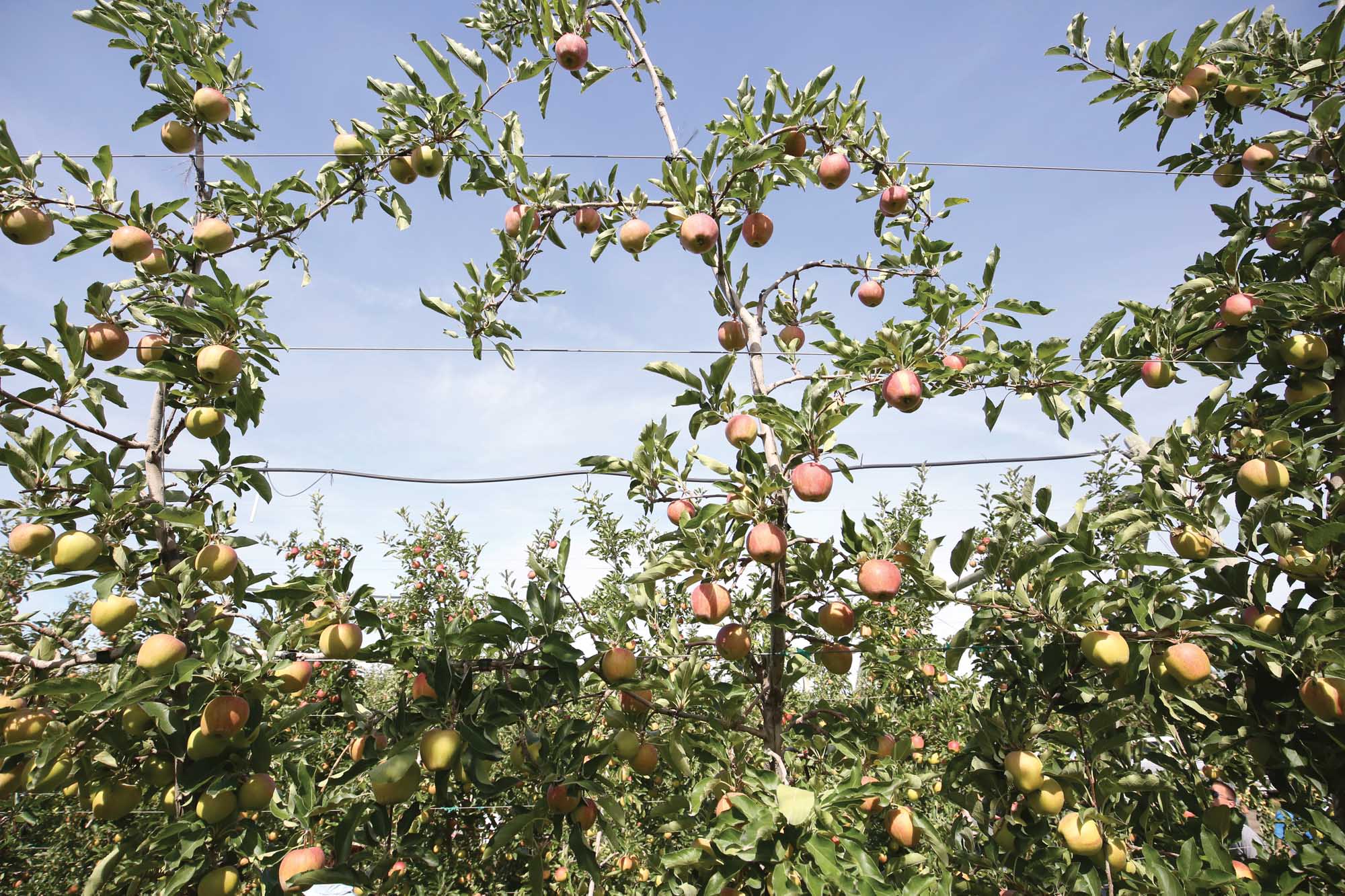 Doornink expected to harvest 70 to 75 bins of Galas in 2015. (TJ Mullinax/Good Fruit Grower)