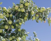 Bruce Allen leaves some Honeycrisp apples growing in clusters for part of the season to prevent them from growing too big. Bruce Allen computes how many linear feet of fruiting wood there are in the canopy and calculates how many fruit are needed per linear foot of branch to achieve his target yield. (TJ Mullinax/Good Fruit Grower)