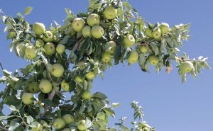 Bruce Allen leaves some Honeycrisp apples growing in clusters for part of the season to prevent them from growing too big. Bruce Allen computes how many linear feet of fruiting wood there are in the canopy and calculates how many fruit are needed per linear foot of branch to achieve his target yield. (TJ Mullinax/Good Fruit Grower)