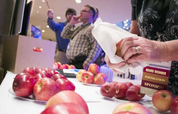 Wanda Heuser Gale of International Plant Management polishes and displays apples at the kickoff of the International Fruit Tree Conference on Saturday, Feb. 6, 2016, in Grand Rapids, Michigan. A total of 275 people attended the first event, a pre-conference intensive workshop about growing Fuji, Gala and Honeycrisp apples. The conference proper, which begins Monday, has 394 pre-registered attendees. <b>(Ross Courtney/Good Fruit Grower)</b>