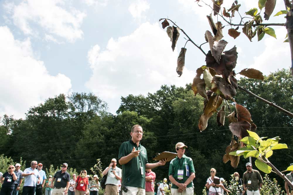 Michigan State University plant pathologist George Sundin points out an obviously infected tree in his apple scab trial Tuesday, July 18, 2017, at MSU's main campus in East Lansing during the International Tree Fruit Association's Summer Tour on Tuesday, July 18, 2017, near Grand Rapids, Michigan. (Ross Courtney/Good Fruit Grower)