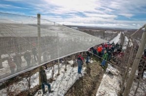 Mike Robinson, below in green jacket, shows the 2017 IFTA tour group a louvered cover that not only allows for light penetration during the early parts of the day but protects his Honeycrisp trees from hot afternoon sun. (TJ Mullinax/Good Fruit Grower)