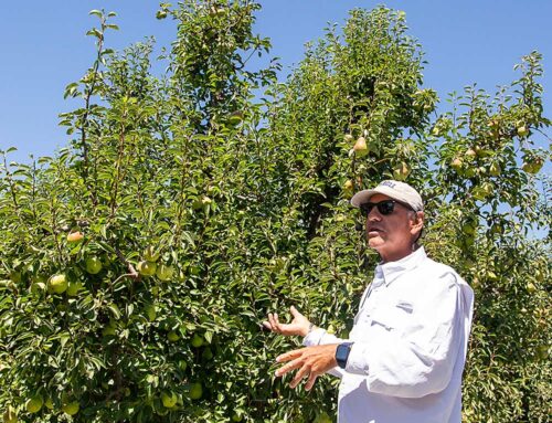 California pear growers feeling the delta blues