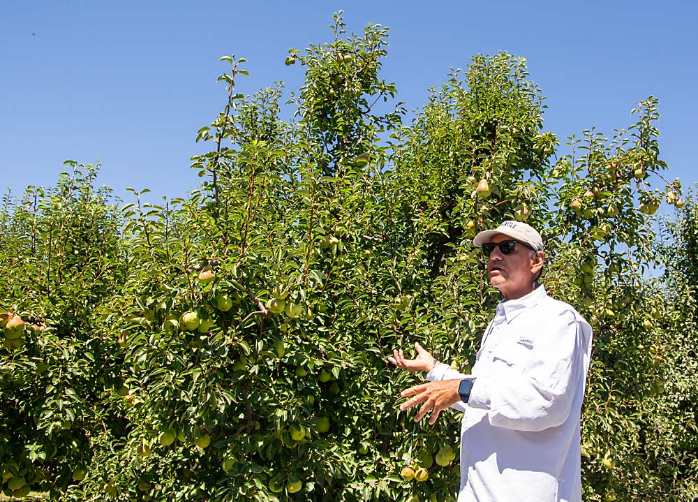 Robert Arceo, a Delta grower, discusses his maturing Bartlett pears in mid-July during the International Fruit Tree Association summer tour through California. (Ross Courtney/Good Fruit Grower)