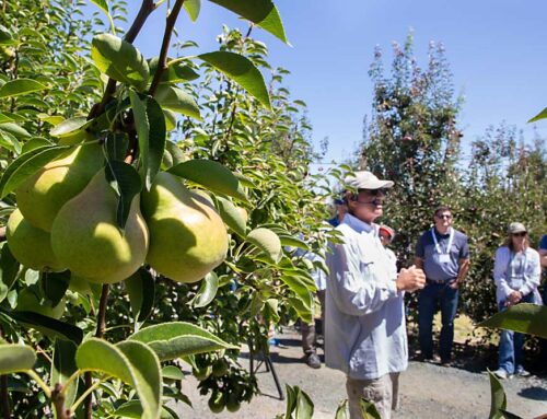 Avocados and olives join apples, cherries and pears on IFTA tour