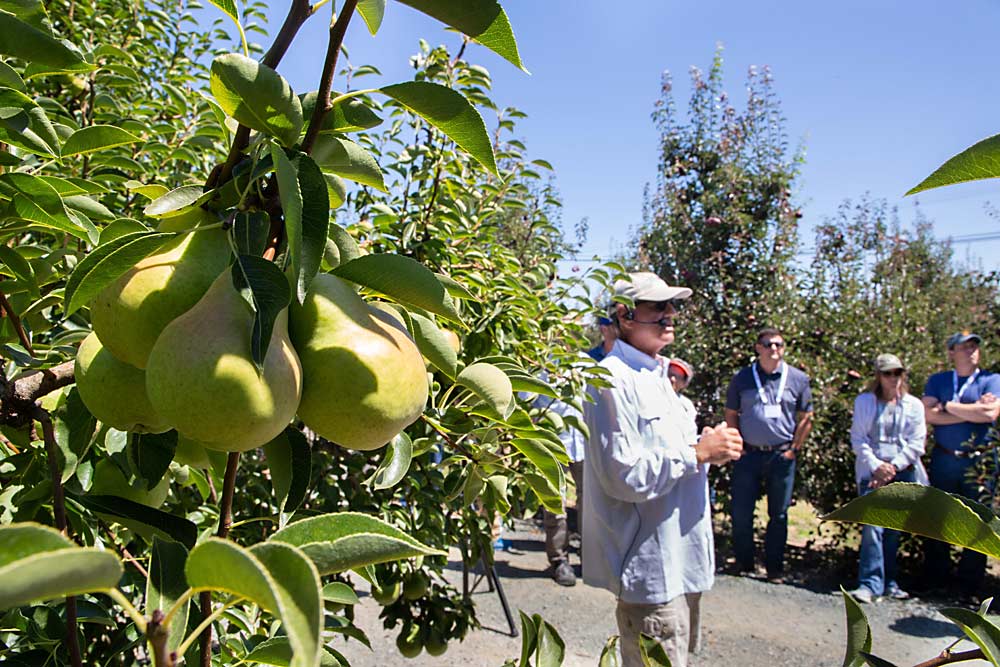 Robert Arceo of Rivermaid Trading Co. discusses growing Bartlett and Hailey Red pears on July 16 during the International Fruit Tree Association summer tour near Sacramento, California. (Ross Courtney/Good Fruit Grower)